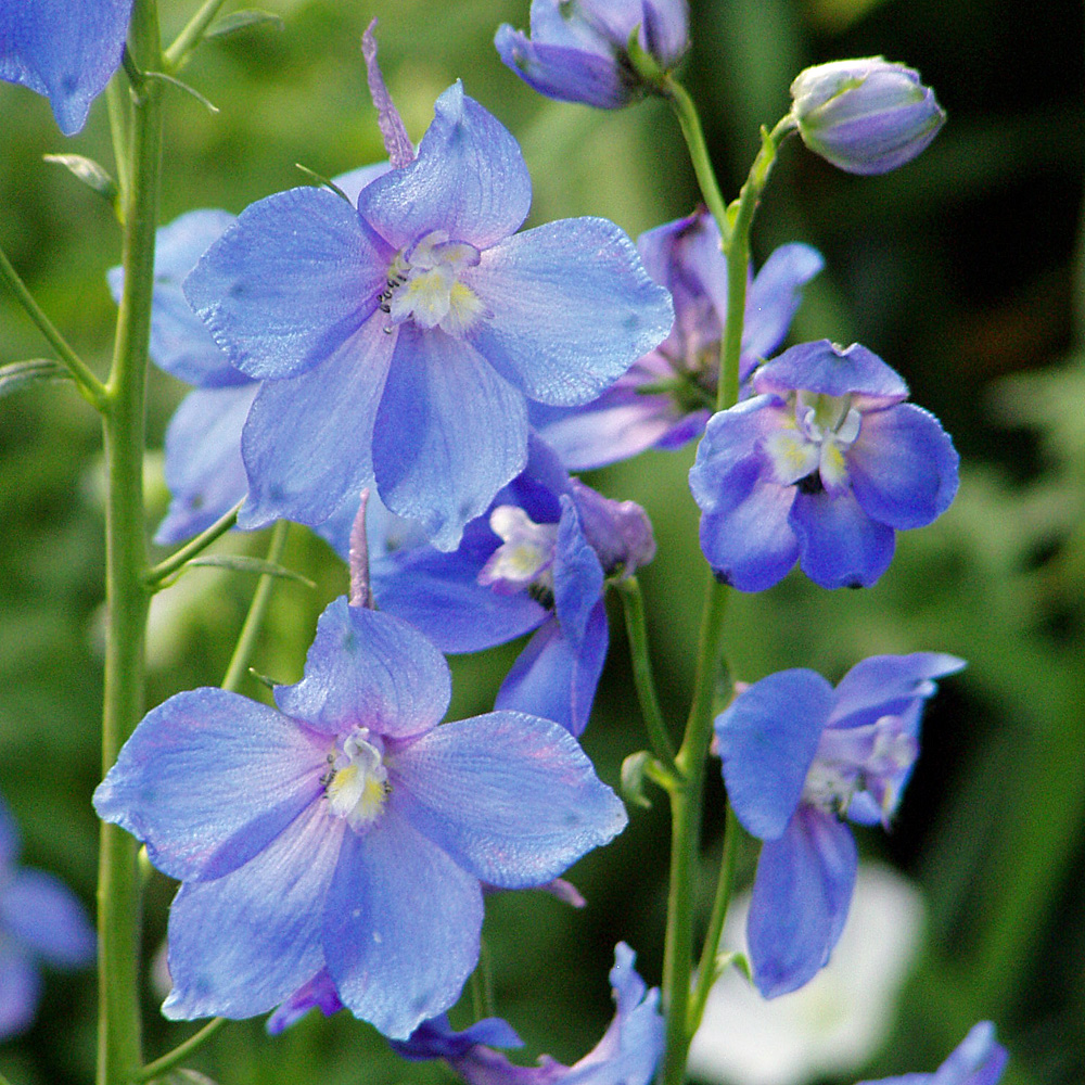 Rittersporn Piccolo, Delphinium, Blütenstaude