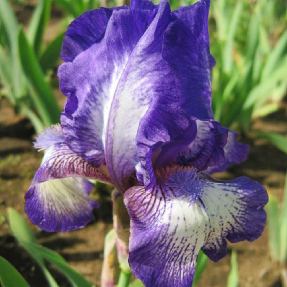 Mittelhohe Bartiris 'Arctic Fancy'