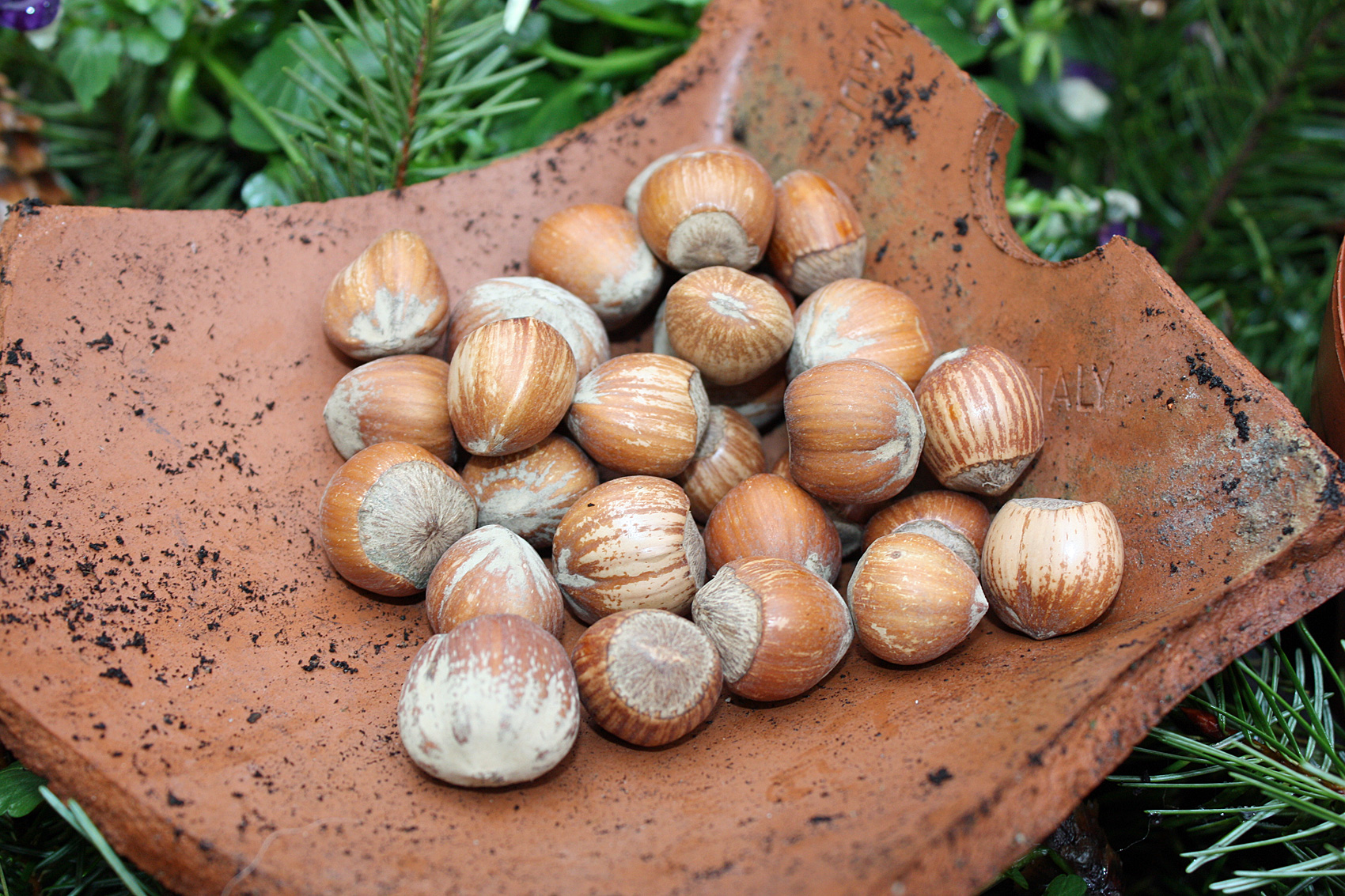 Haselnusssträucher für den Garten