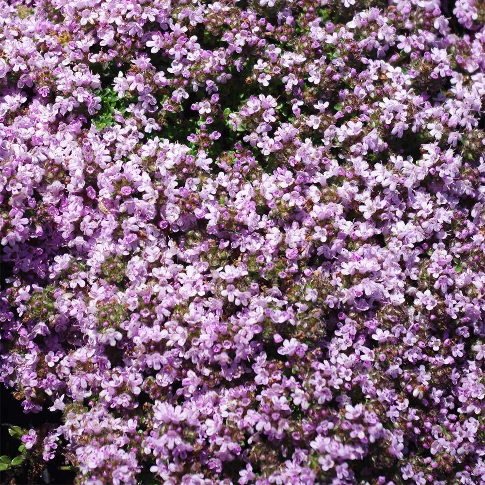 Thymian 'Rasta'