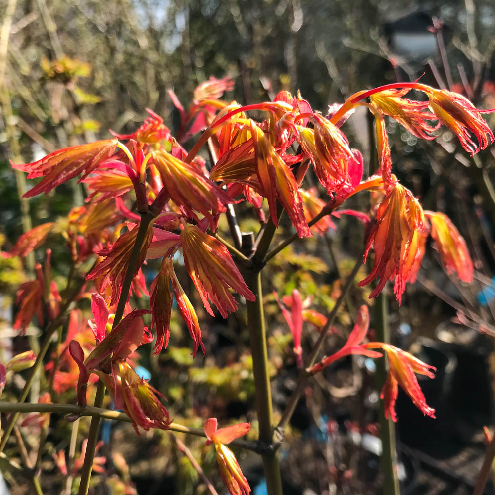 Fächerahorn Orange Dream, Ahorn, Acer, Blattschmuck