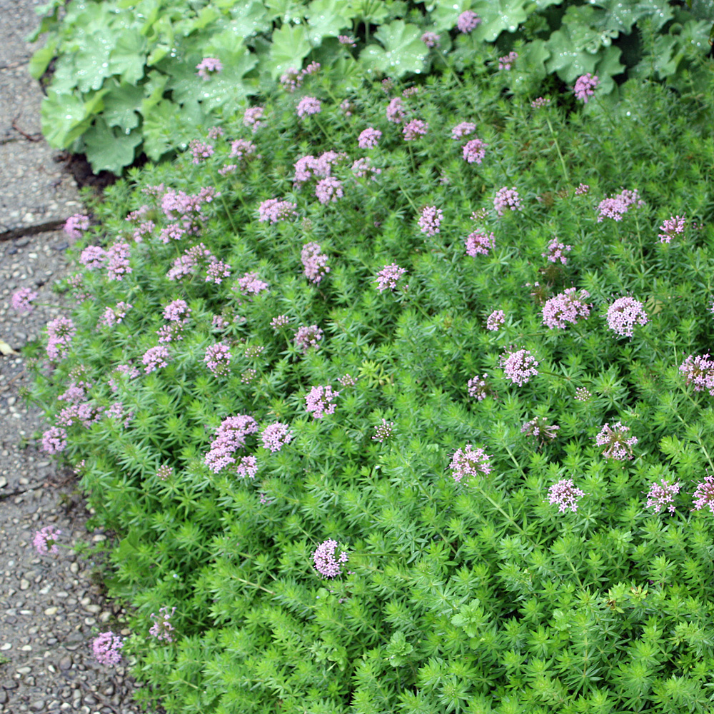 Rosenwaldmeister, Phuopsis, Bodendecker