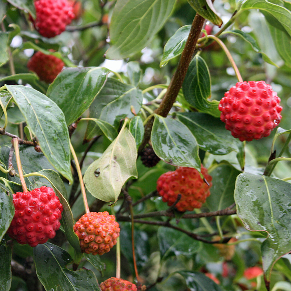 Blumenhartriegel, Fruchtschmuck, Früchte