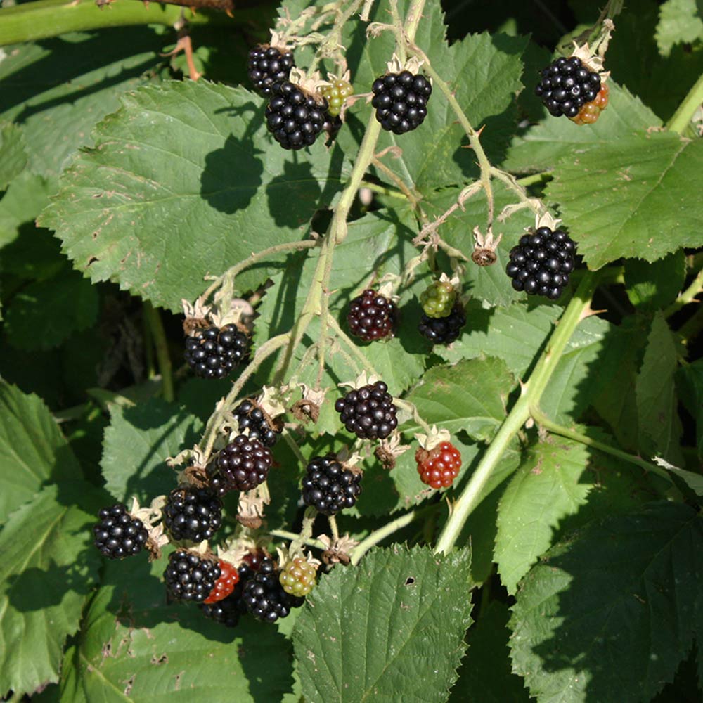Brombeere 'Theodor Reimers'