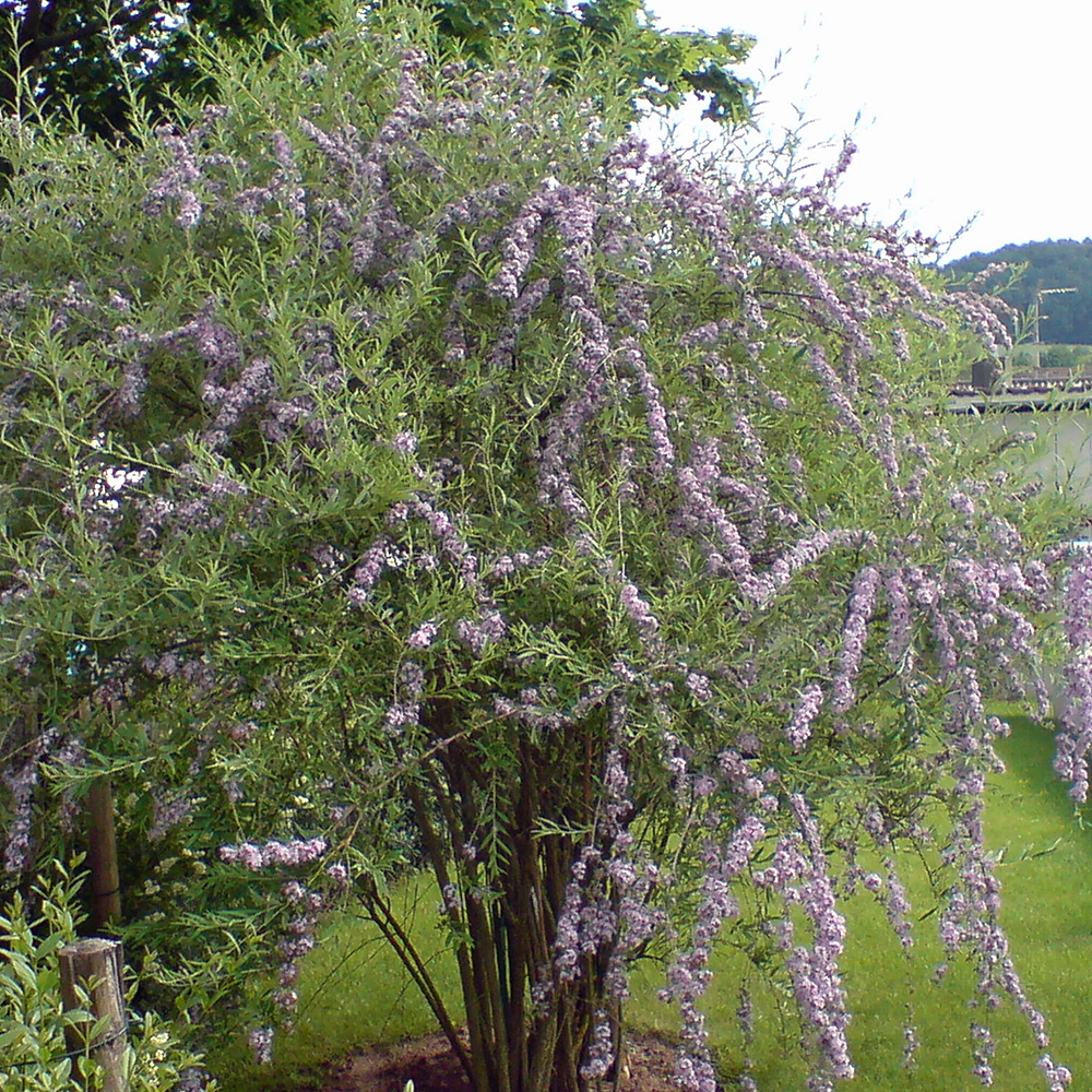 Sommerflieder, Buddleja, Bienenmagnet