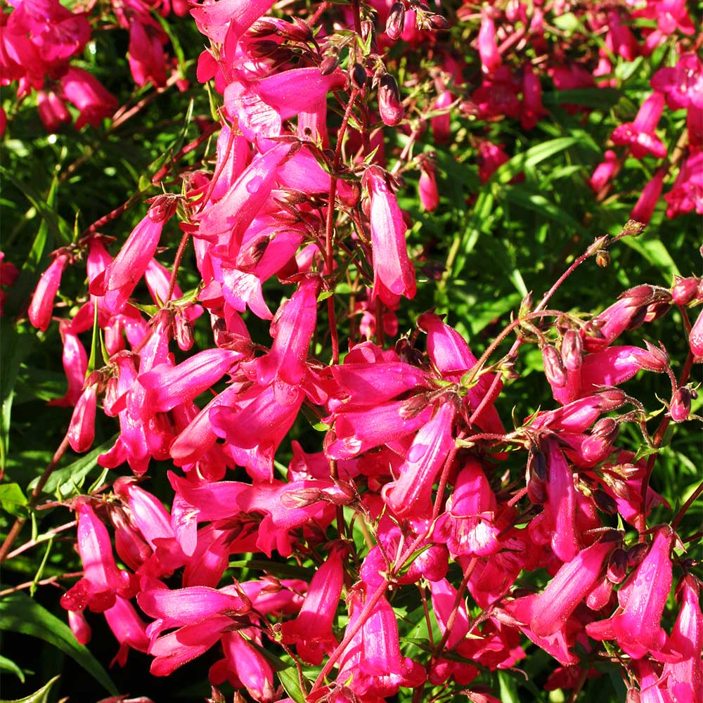 Bartfaden 'Coccineus'