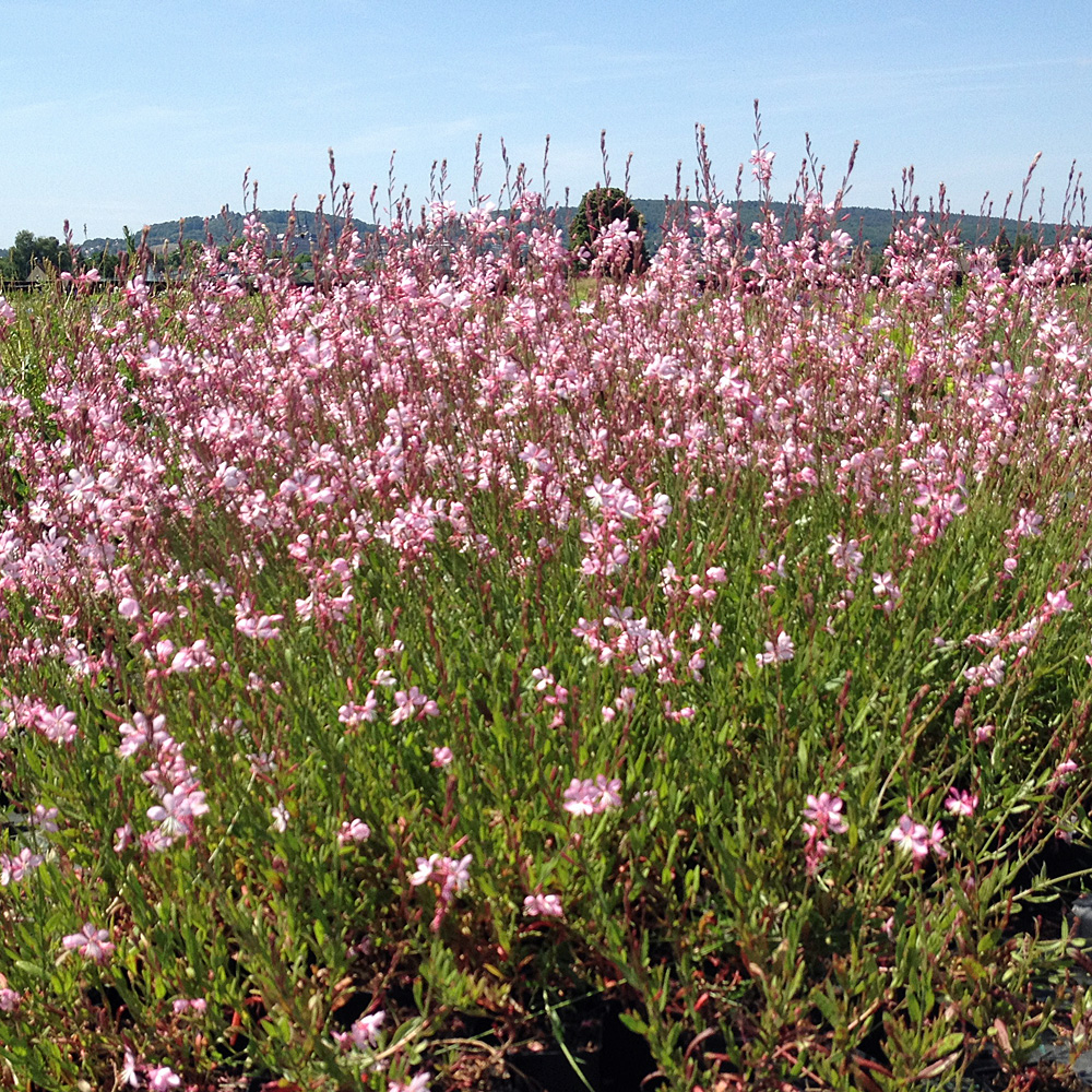 Prachtkerze Pink, Gaura, Beetstaude, Blütenpflanze