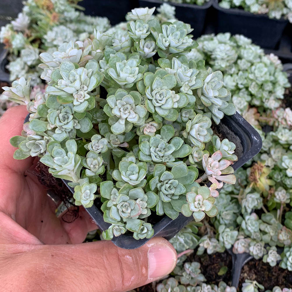 Silberspatel Fettblatt Cape Blanco, Sedum, Steingarten