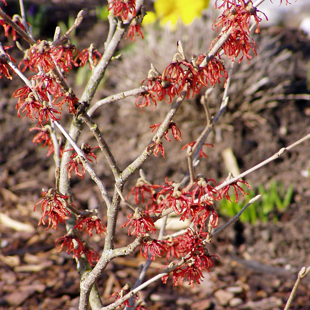 Zaubernuss, Hamamelis, Winterblüte