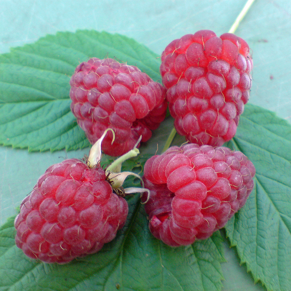Sommerhimbeere 'Schönemann'