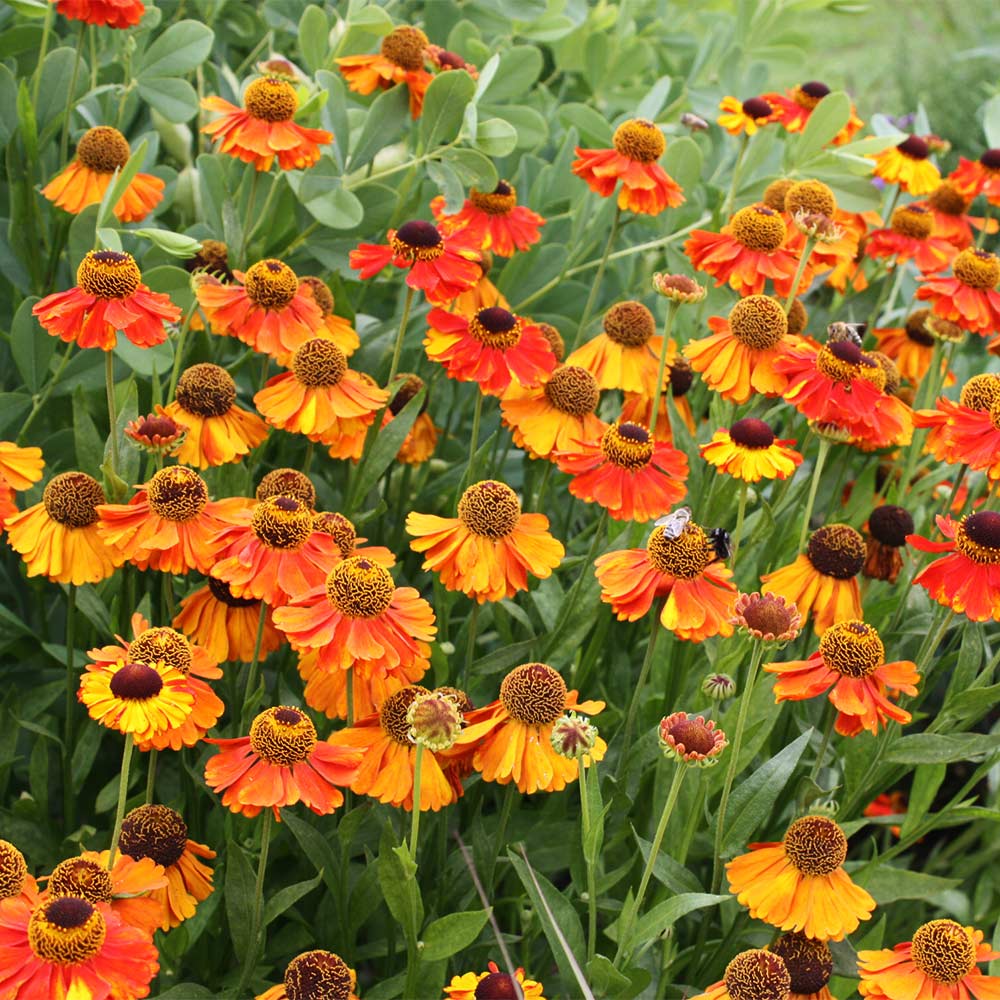Sonnenbraut 'Sahins Early Flowerer' ®