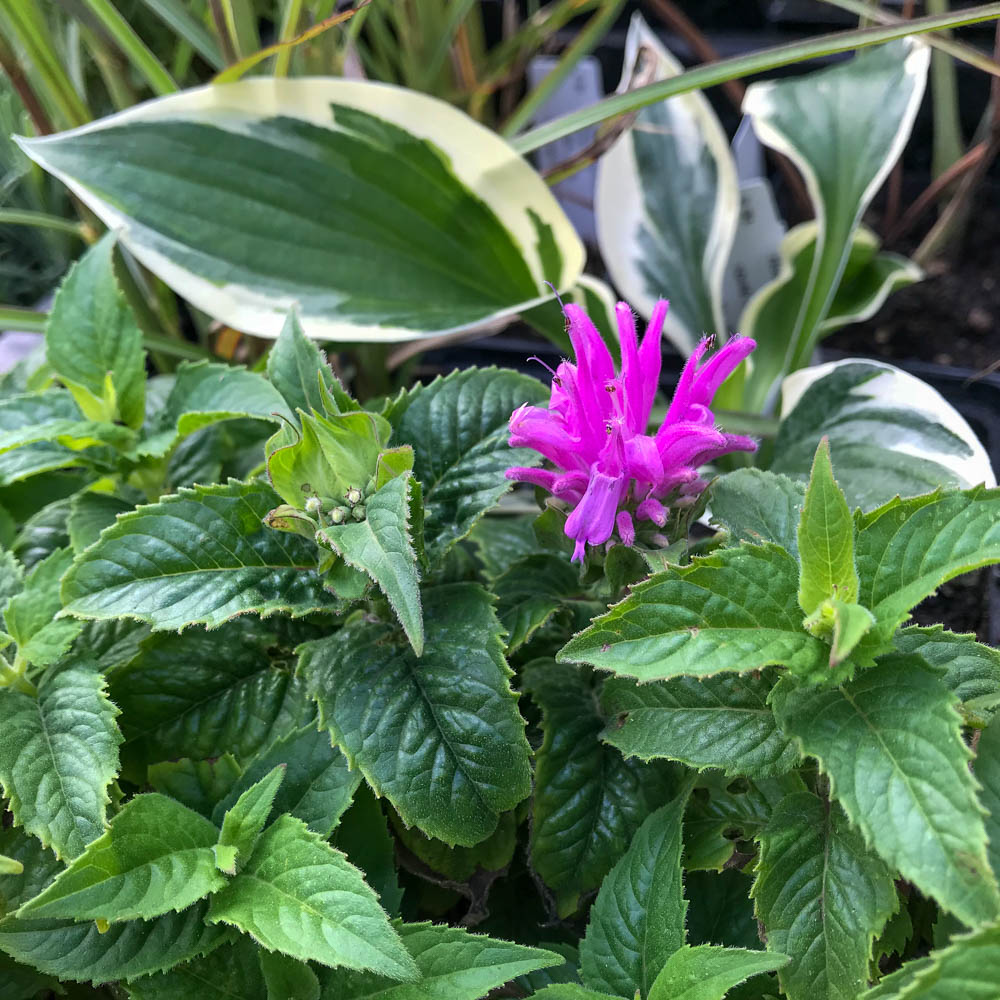 Indianernessel 'Baby Spice'®
