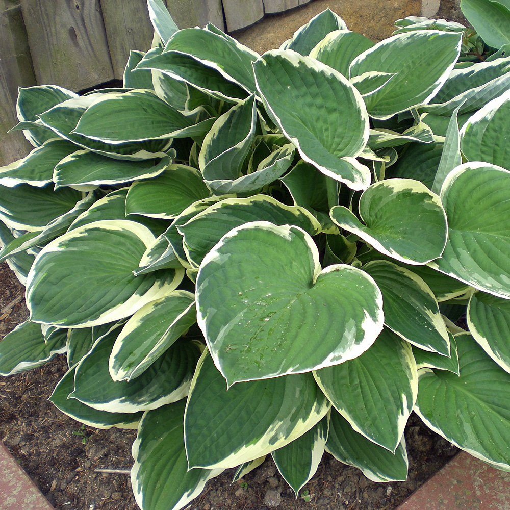 Weißrandfunkie, Funkie, Hosta Francee, Blattschmuckstaude