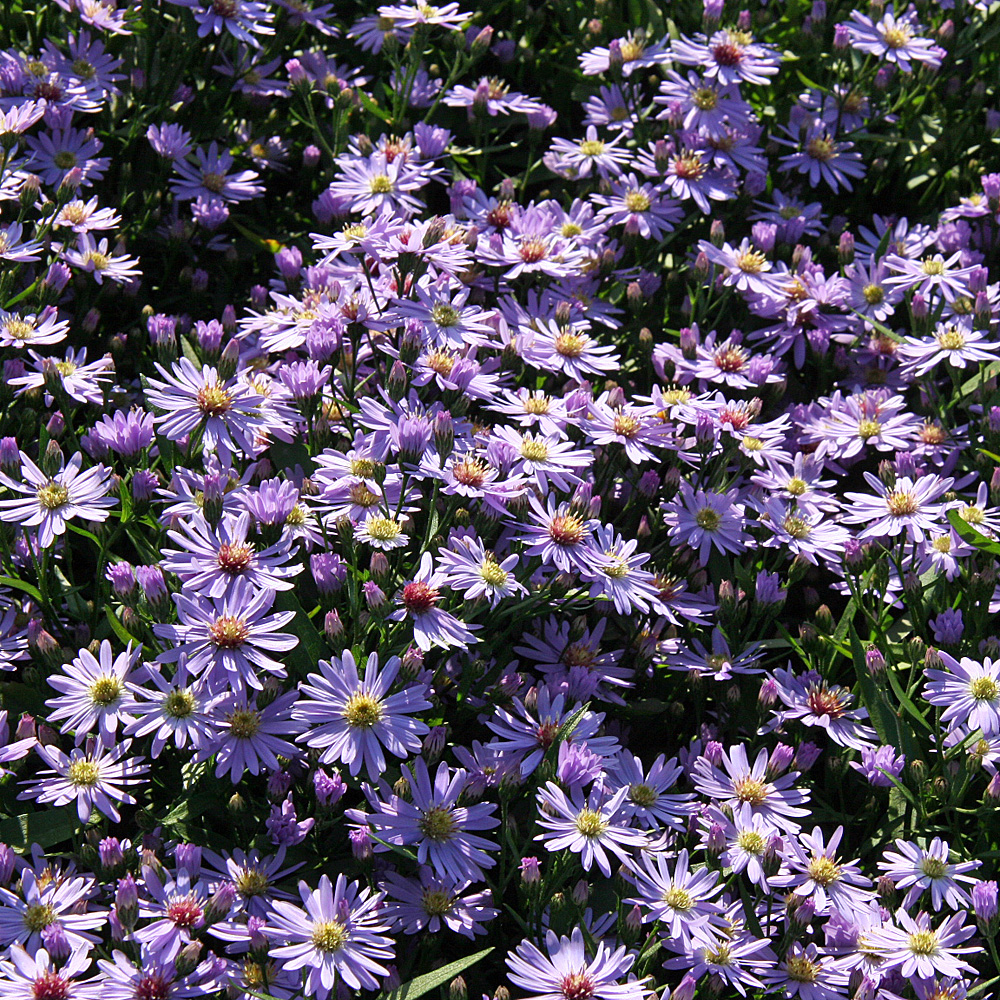Schleieraster Little Carlow, Aster, Prachtstaude