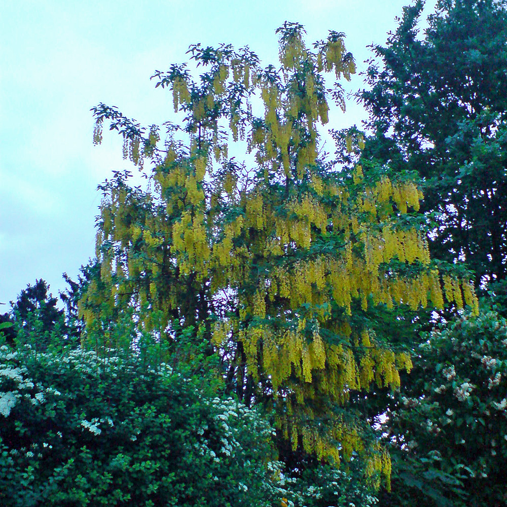 Edel Goldregen, Laburnum, giftig