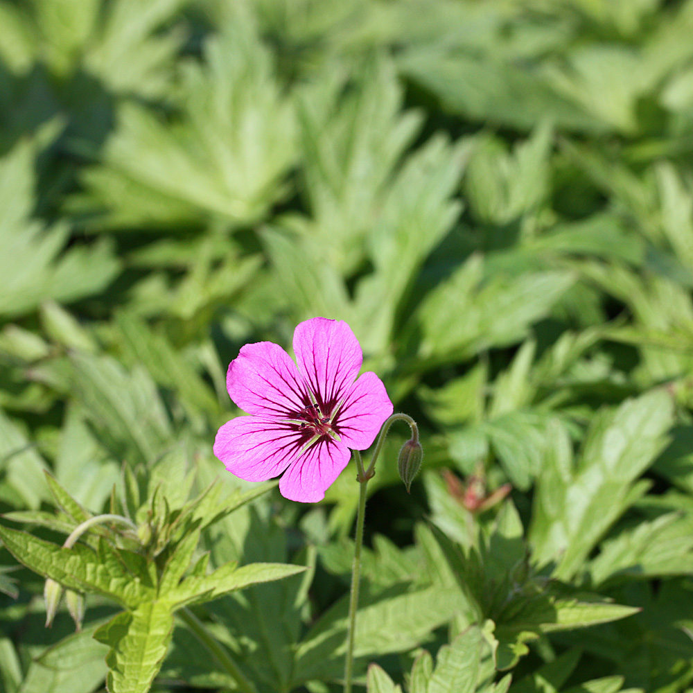 Armenischer Storchschnabel Patricia, Geranium, Bodendecker