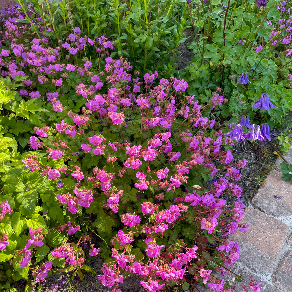 Storchschnabel 'Berggarten'