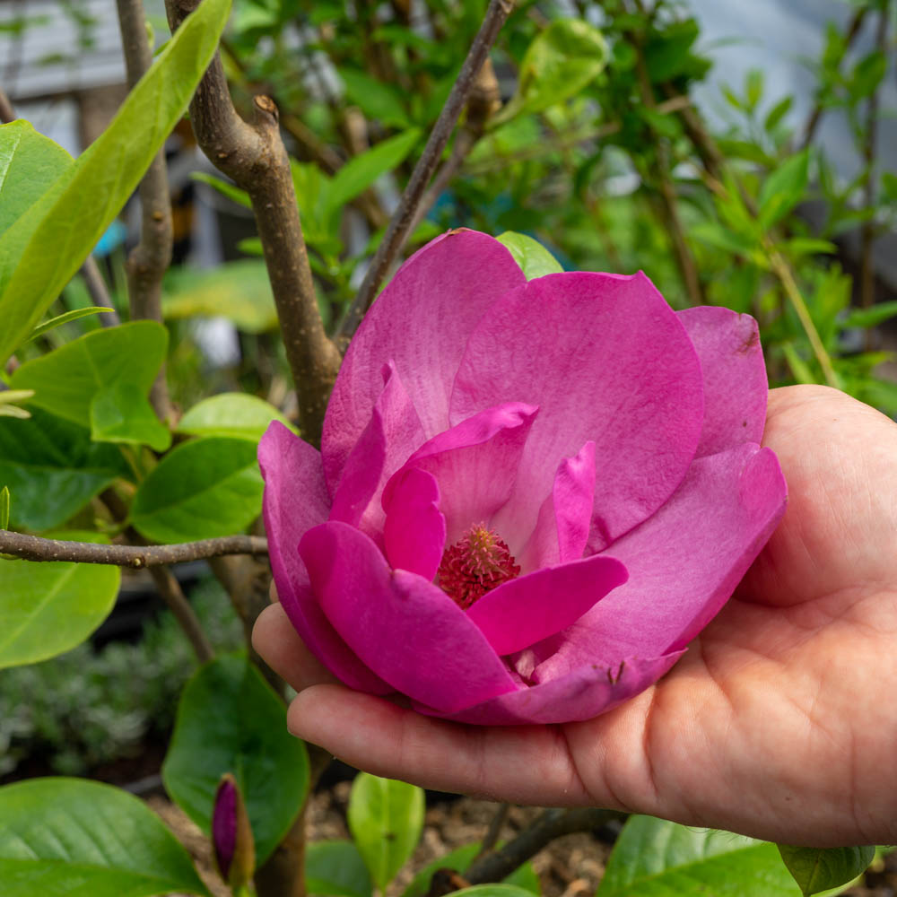 Magnolie 'Cleopatra'