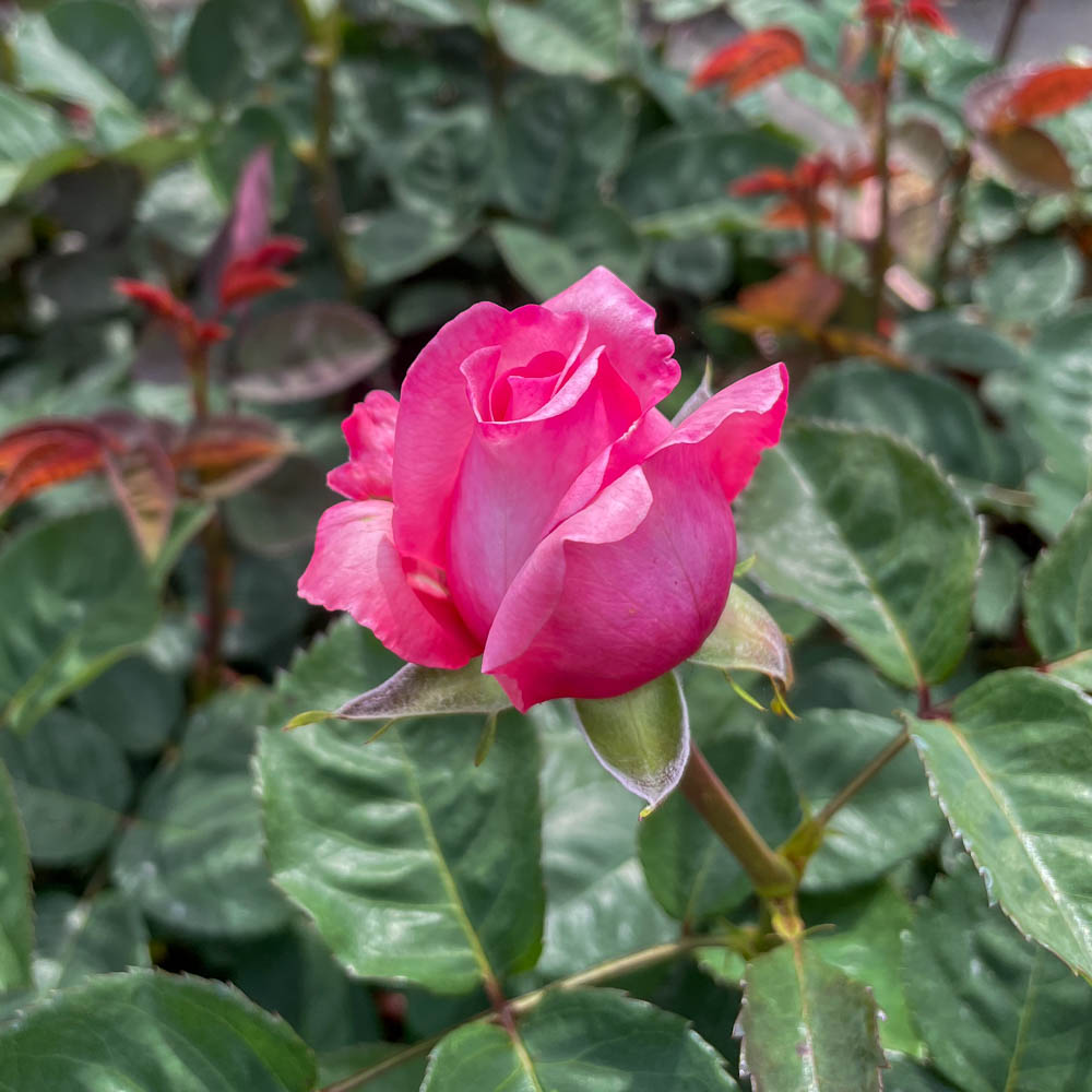 Strauchrose 'Never Ending Story' ®