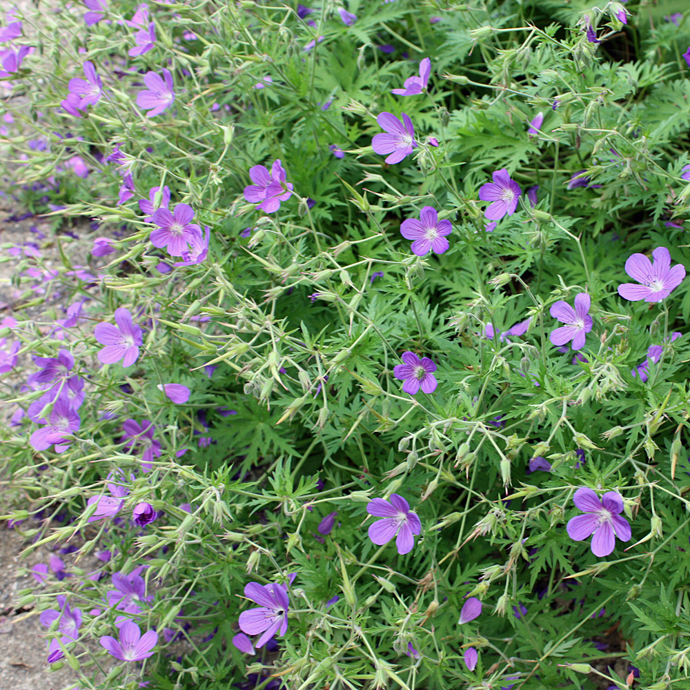 Storchschnabel Johnsons Blue, Geranium, Bodendecker
