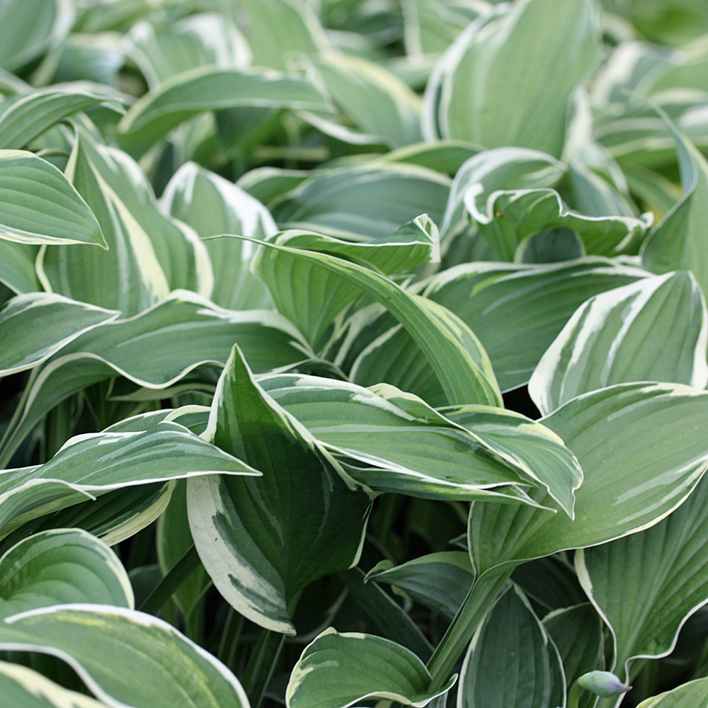 Funkie Carol, Hosta, Unterbepflanzung