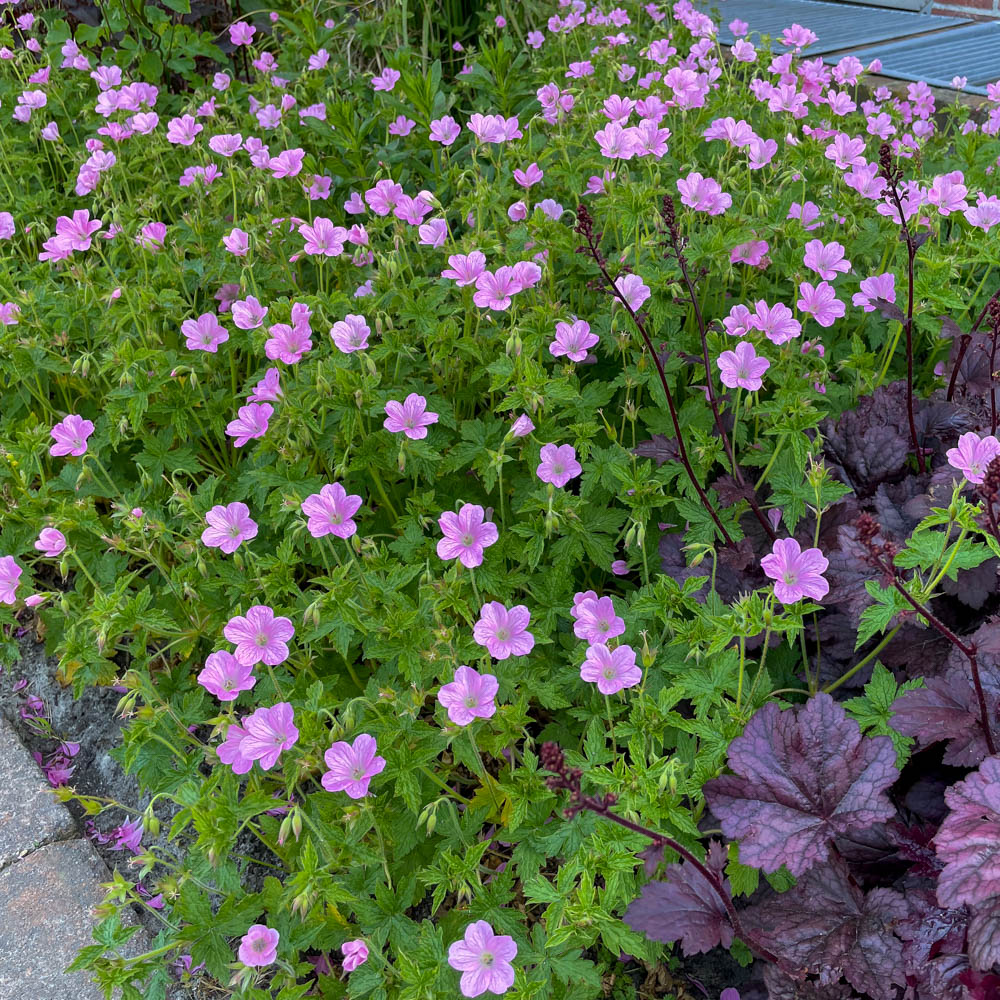Pyrenäen Storchschnabel 'Rosenlicht'