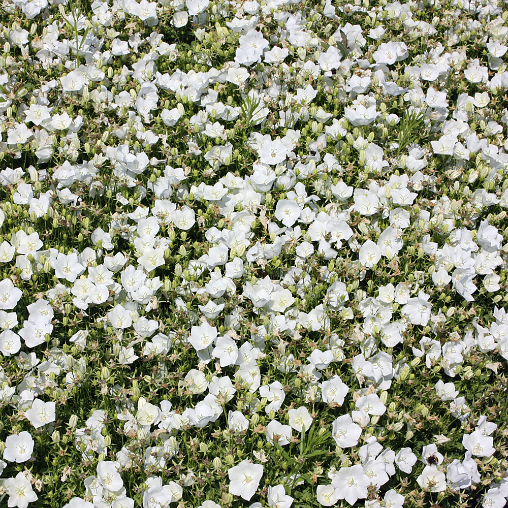 Karpaten Glockenblume Weiße Clips, Sommerblüher