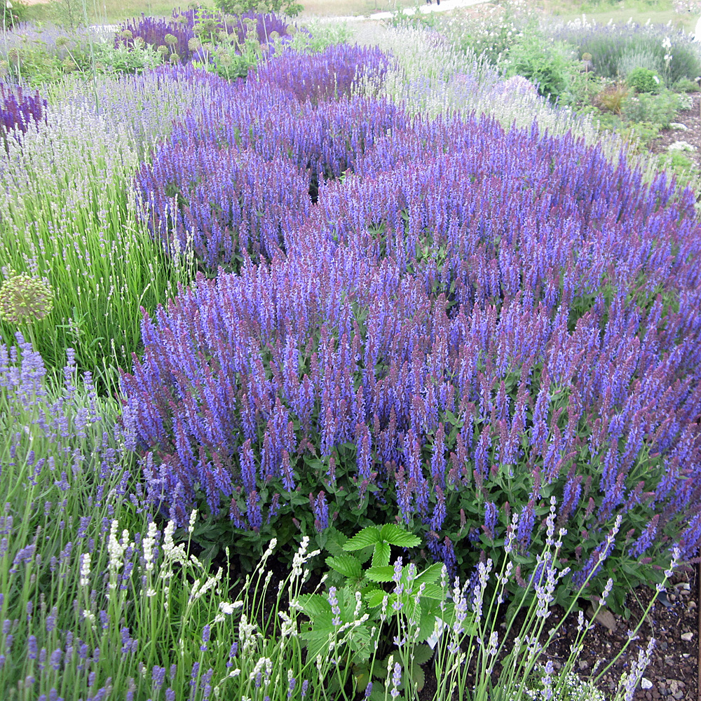 Salbei Blauhügel, Salvia, Bienenweide