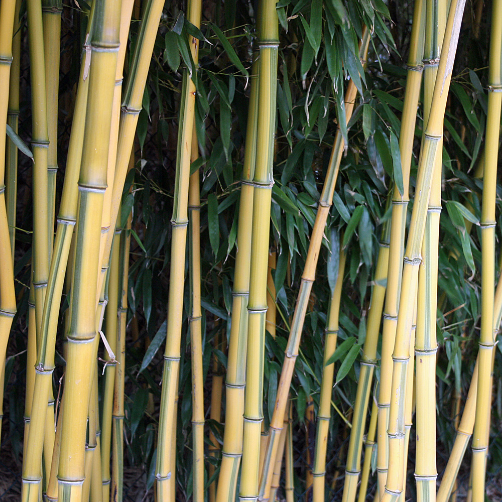 Phyllostachy-Spectabilis