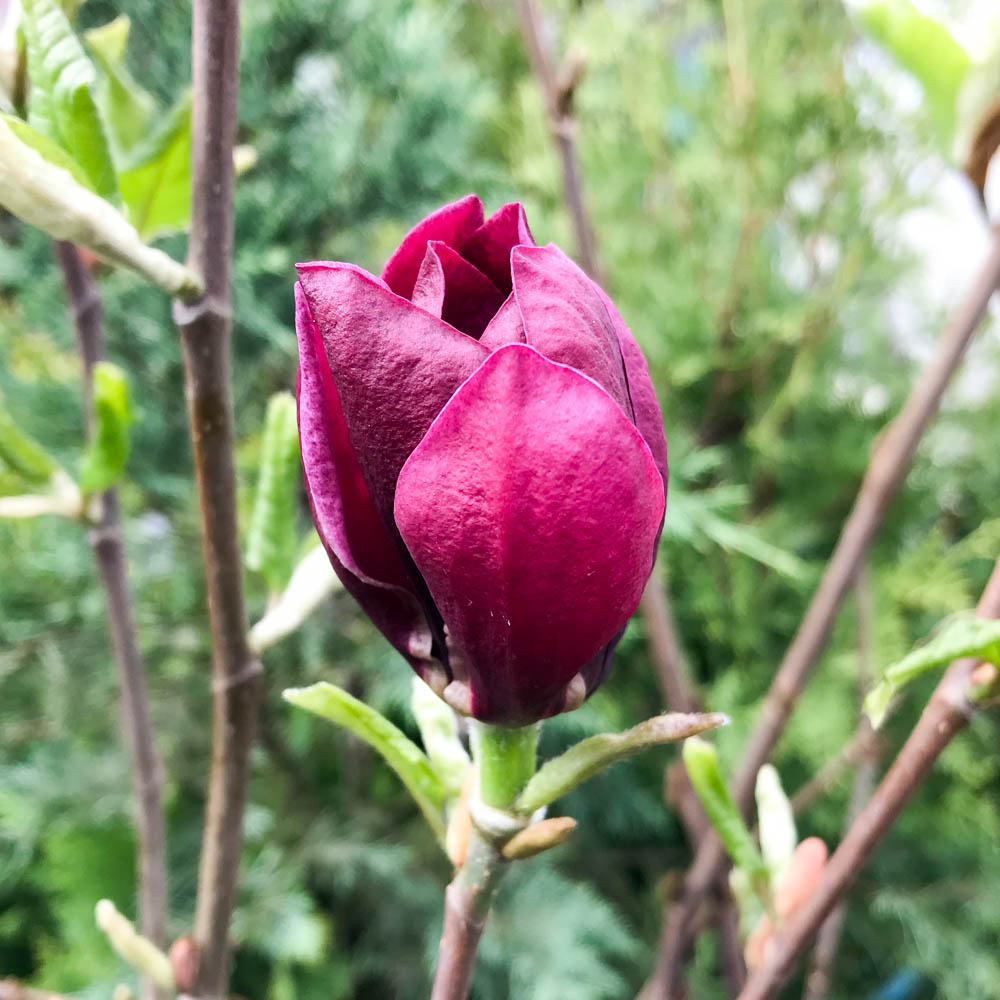 Magnolie Genie, Magnolia, Frühjahrsblüher