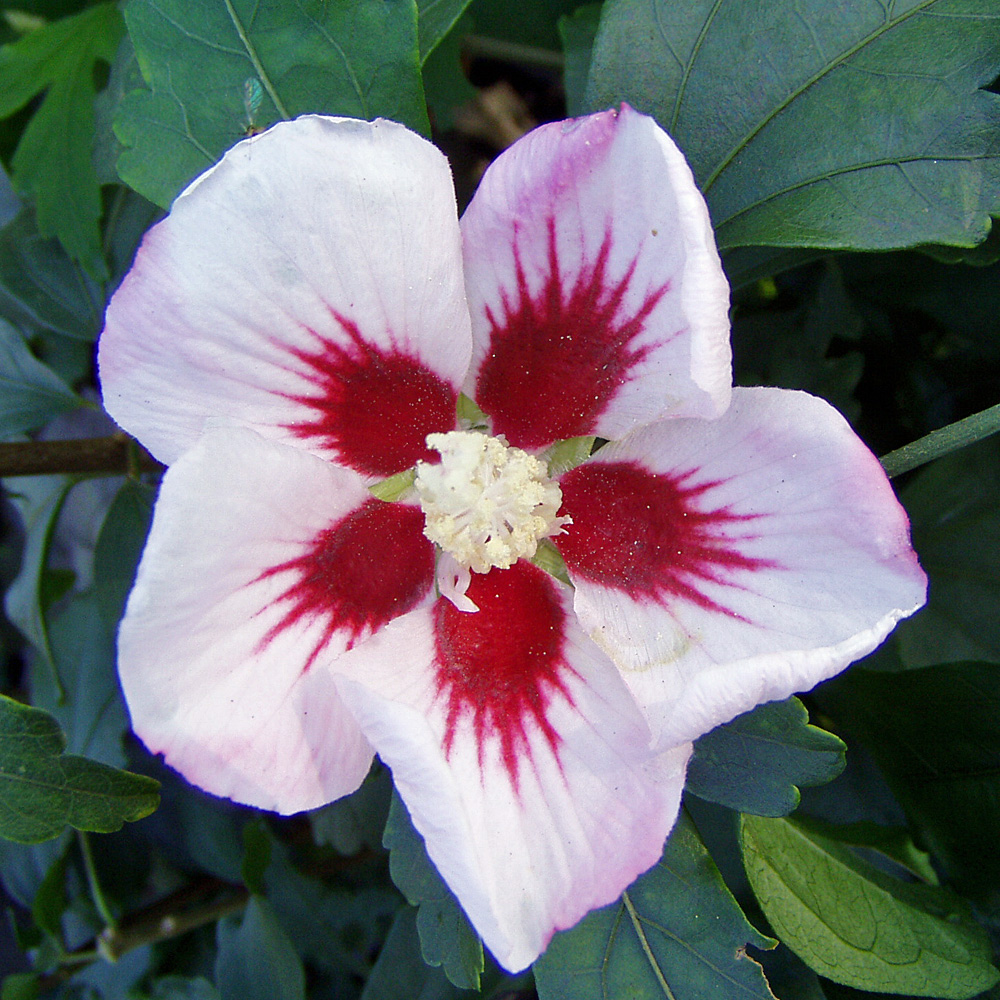 Hibiskus Hamabo, Garteneibisch, Zierstämmchen