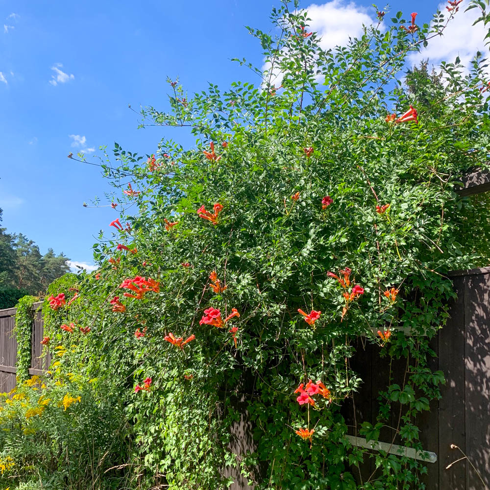 Trompetenblume 'Mme Galen'