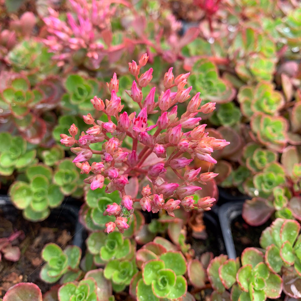 Teppichsedum 'Fuldaglut'