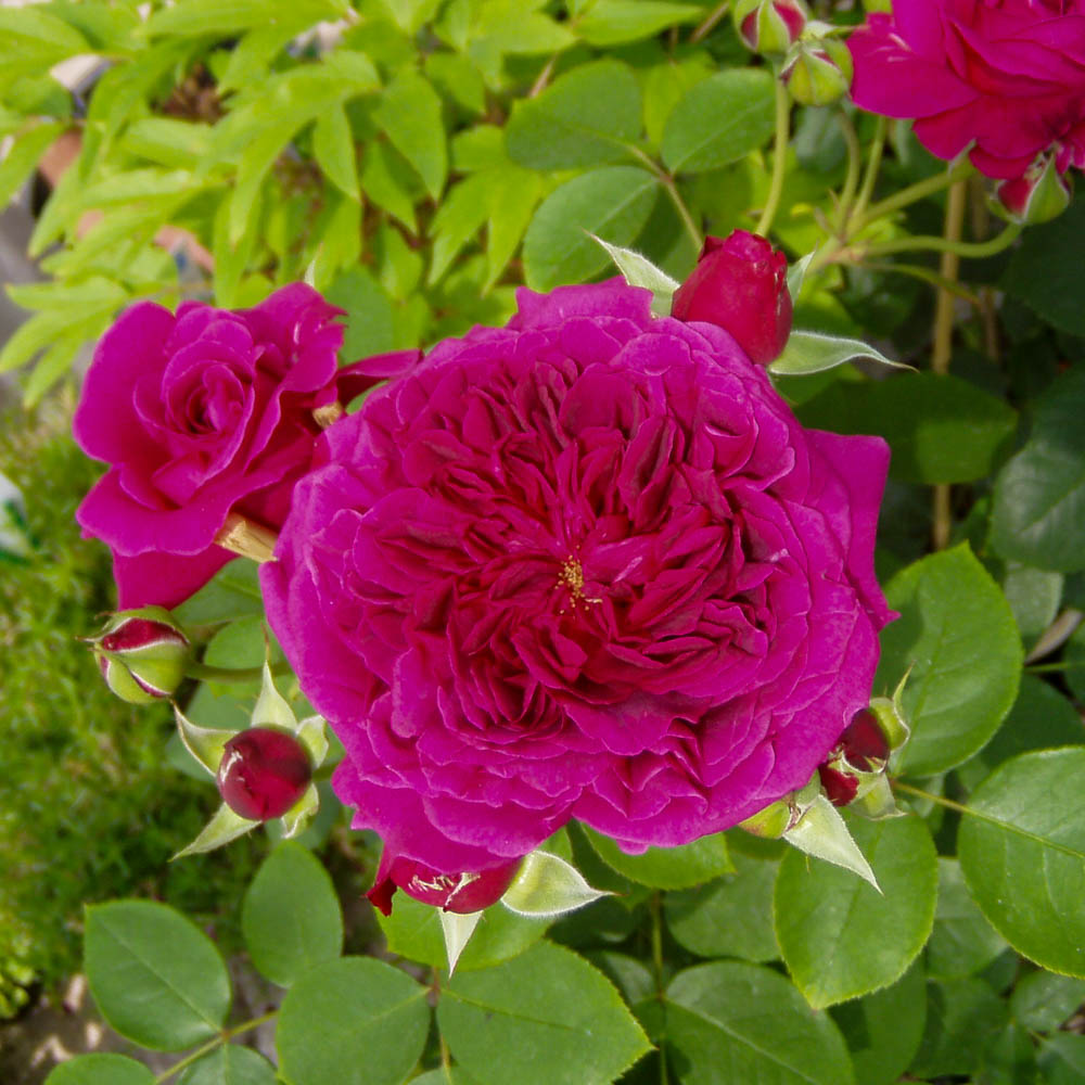 Strauchrose 'Rose de Resht' ®