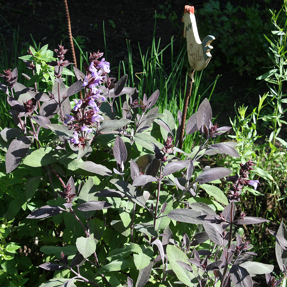 Salbei 'Purpurascens'