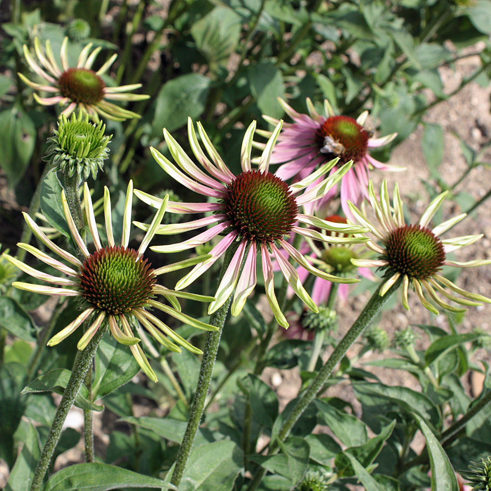 Sonnenhut 'Green Envy'®