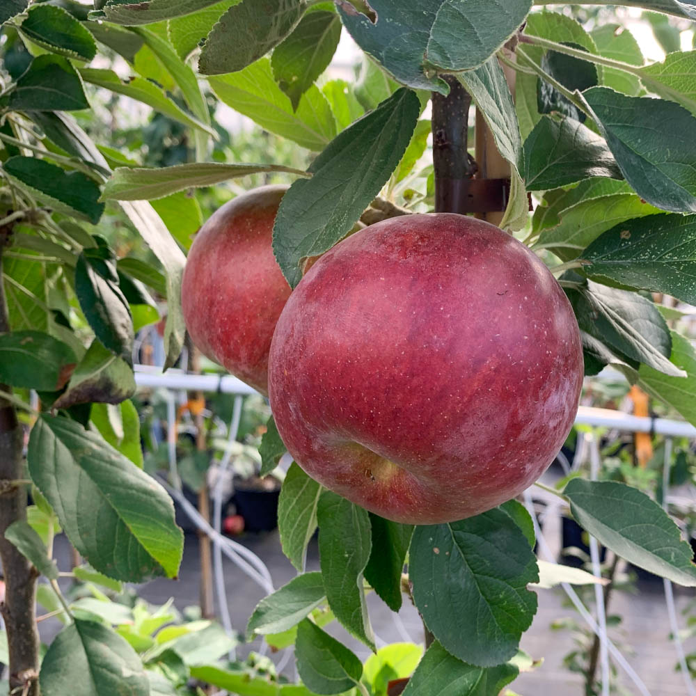 Apfel 'Berner Rosen' ®