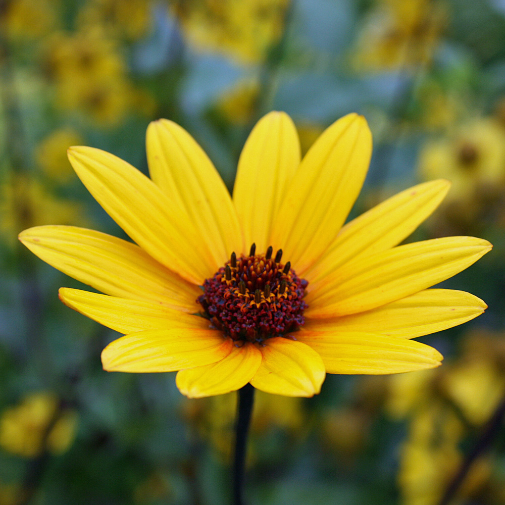 Sonnenauge Summer Nights, Heliopsis, Schnittblume