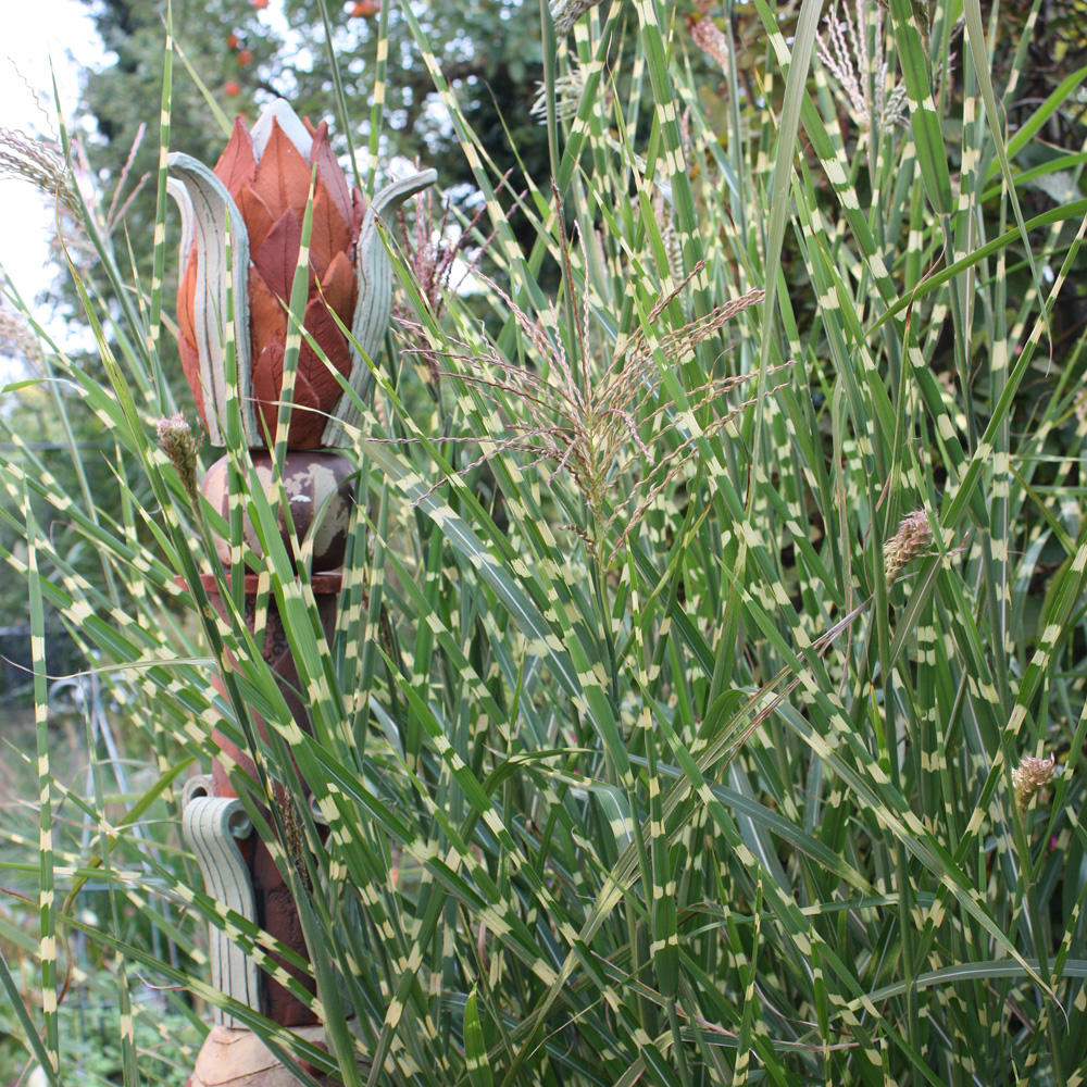 Zebraschilf Stictus
