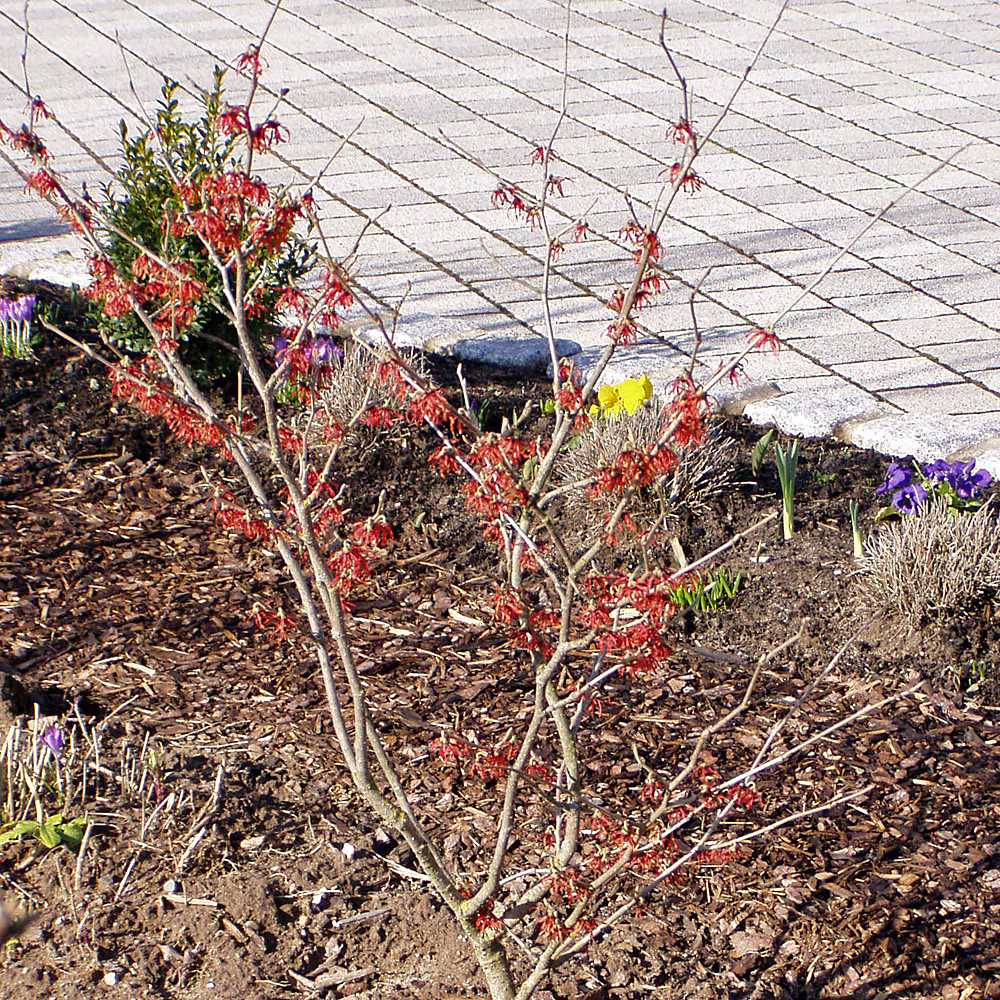 Zaubernuss, Hamamelis, Winterblüte
