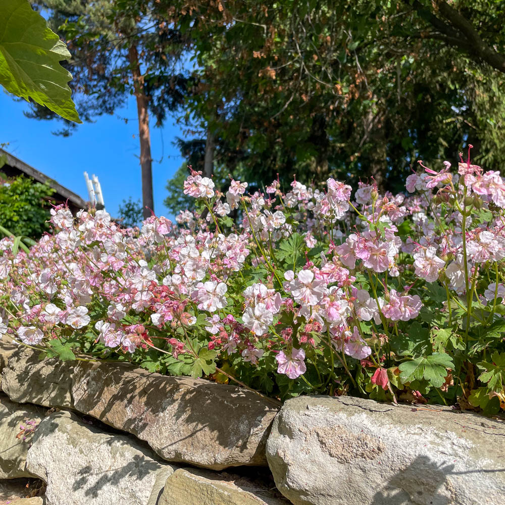 Storchschnabel Bikovo, Bodendecker, Blütenpflanze