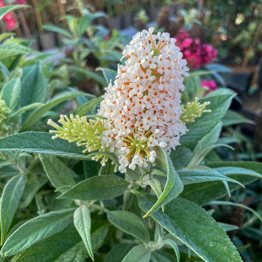 Zwerg Sommerflieder Butterfly Candy 'Little White'