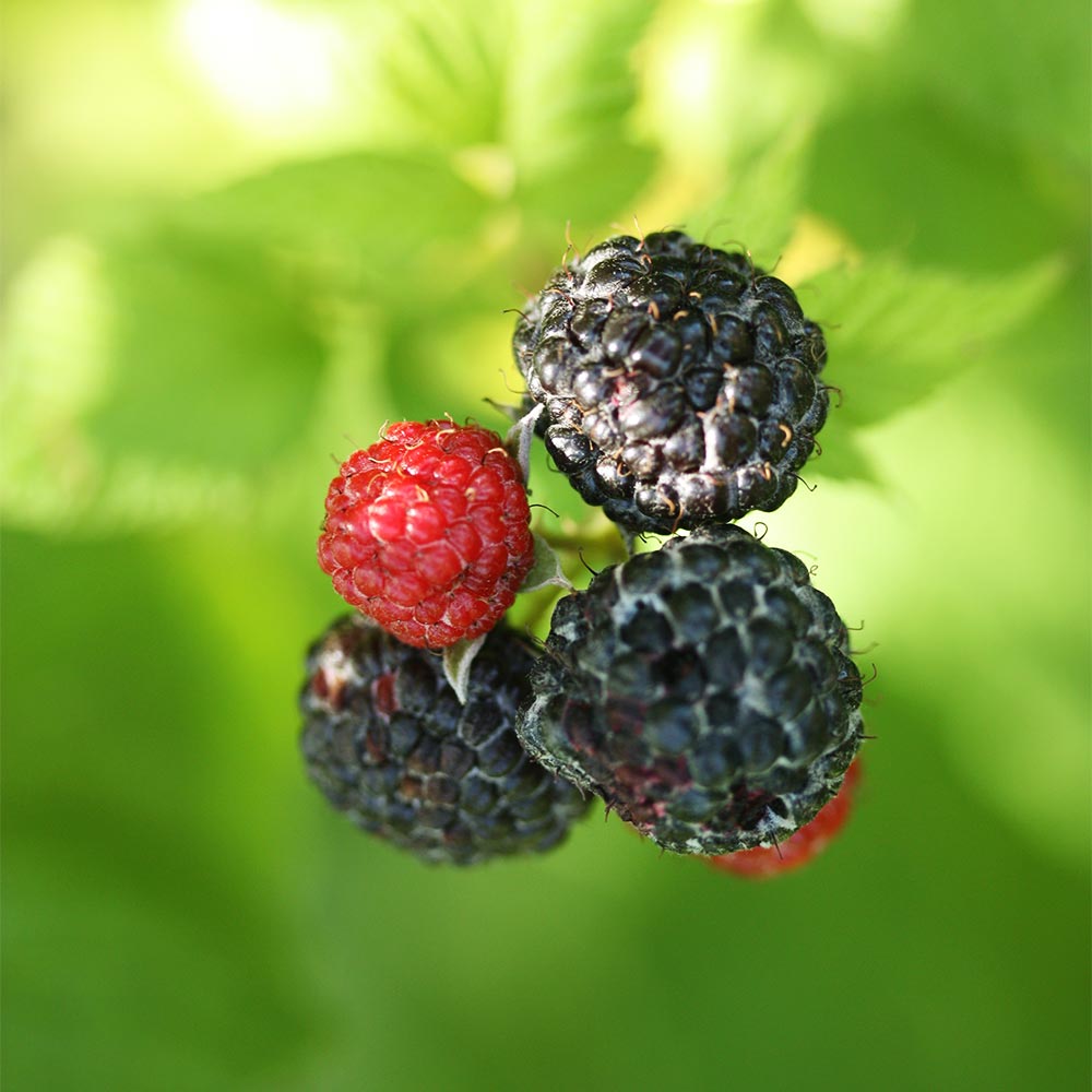 Sommerhimbeere 'Black Jewel'