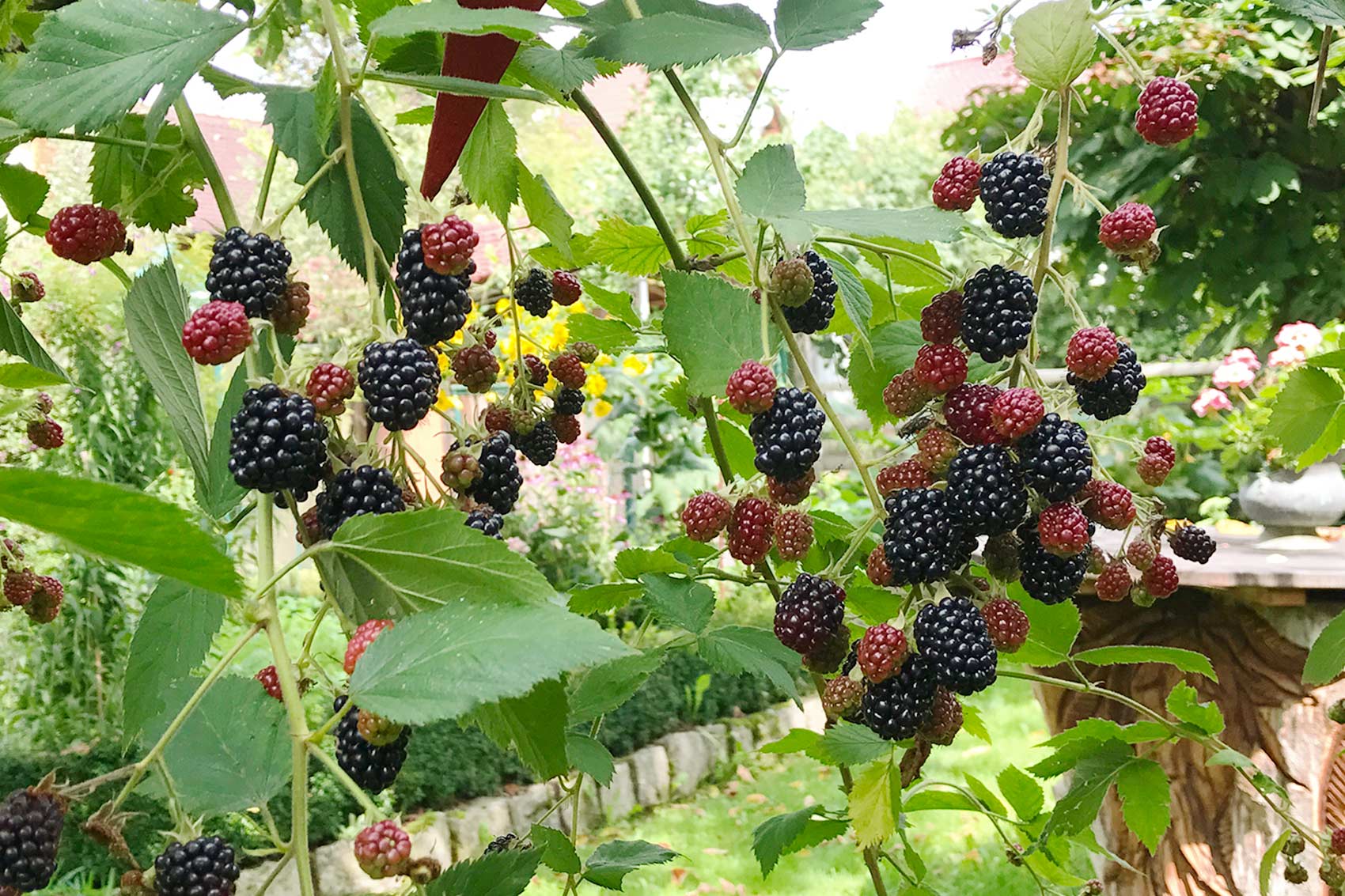 Brombeeren pflanzen und pflegen