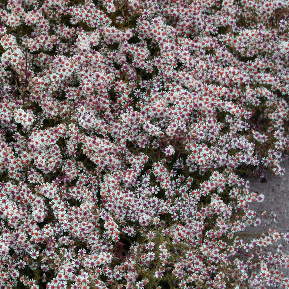 Waagerechte Herbstaster Lady in Black, Aster, Herbstblüte