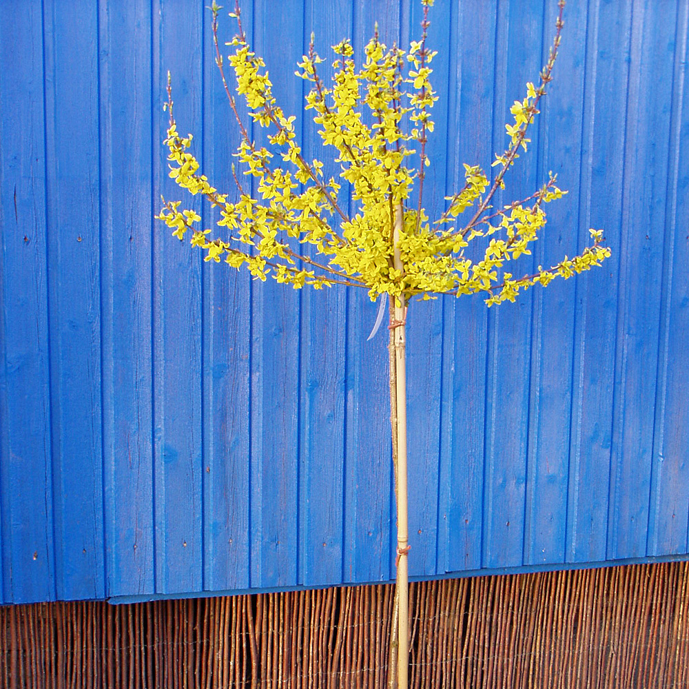 Forsythie Week End, Ziergehölz, Frühling