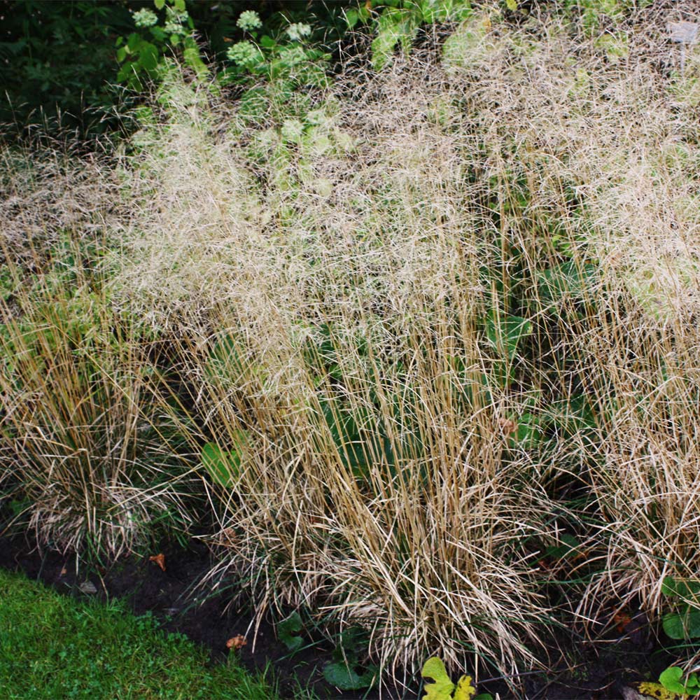 Wald Schmiele Tauträger - schönes Ziergras für den Garten