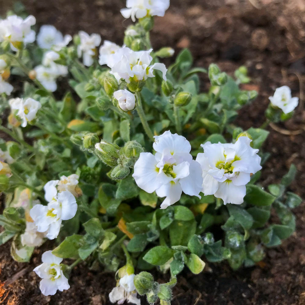 Blaukissen 'Winterling'