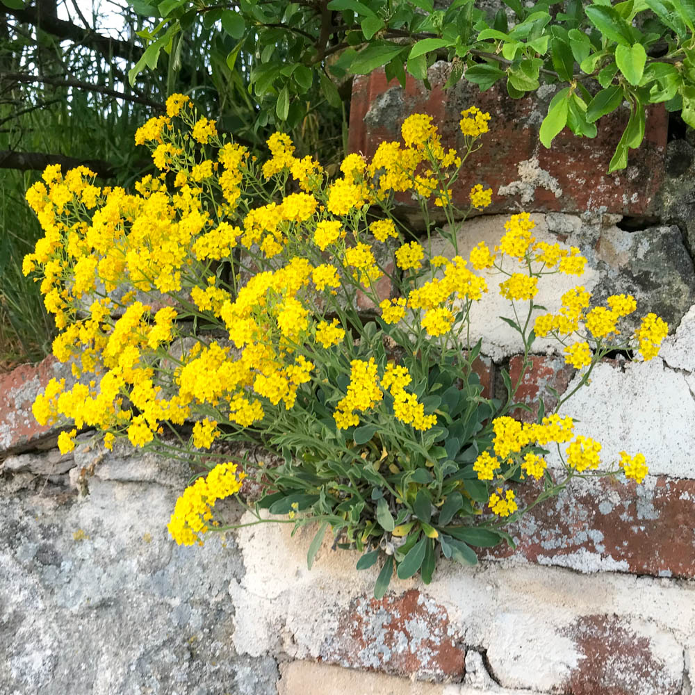 Steinkraut 'Suphureum'