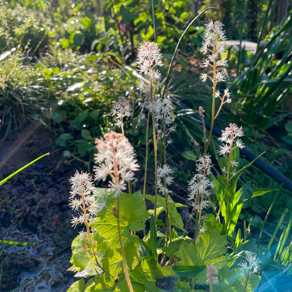 Schaumblüte